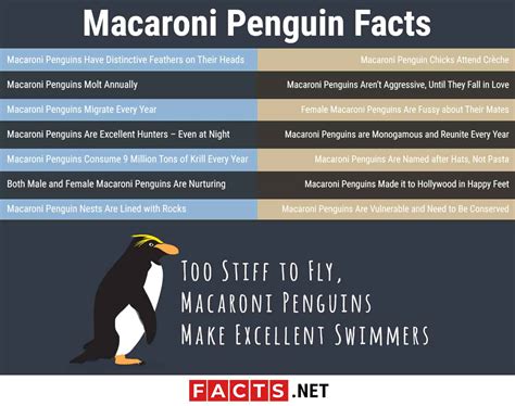 15 Macaroni Penguin Facts - Predators, Diet, Range & More - Facts.net