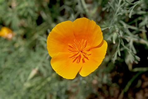 What is the California State Flower?