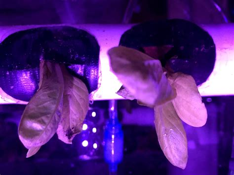 Hydroponic Grow Box : 6 Steps (with Pictures) - Instructables