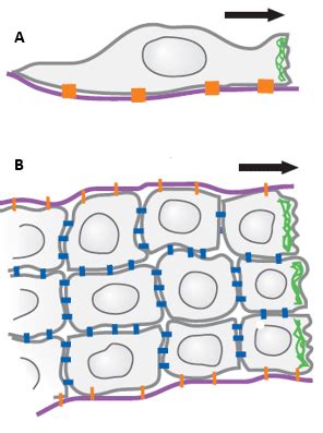 Cell Migration Assay