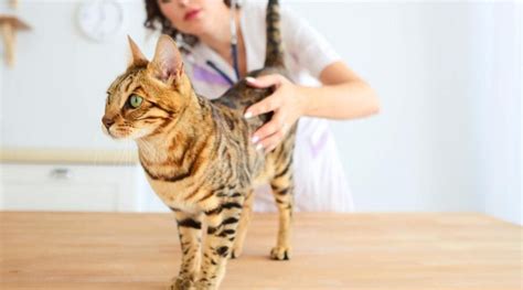 The Most Common Bengal Cat Health Issues - Love Your Cat