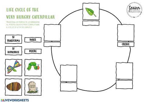 The Very Hungry Caterpillar Life Cycle Worksheet - CycleWorksheet.com