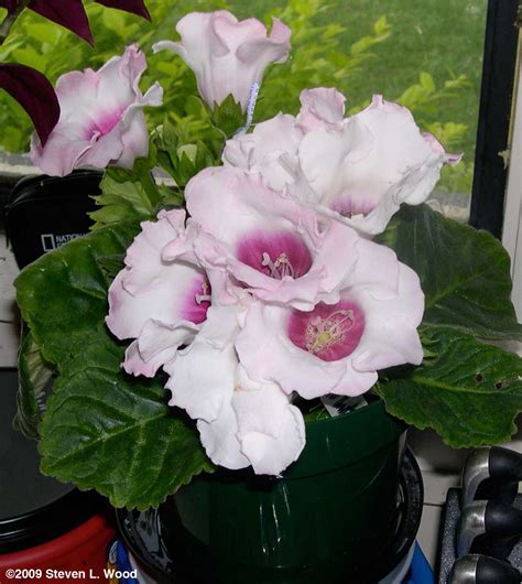 Senior Gardening: Gloxinia Photos