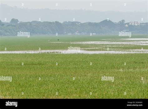 Beautiful Hawassa lake Stock Photo - Alamy