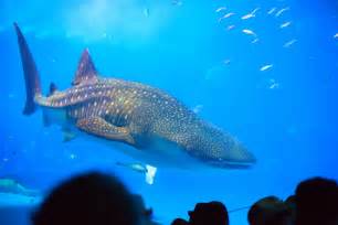 Okinawa aquarium attempting world's first captive breeding of whale ...