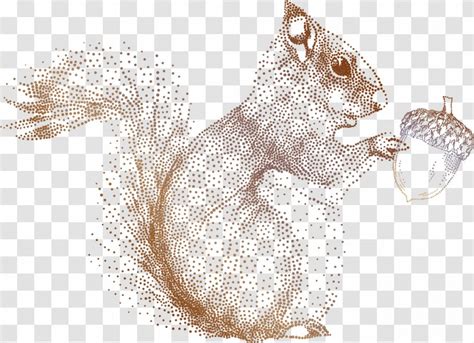 Squirrel Acorn Drawing Illustration - Idea - Dot Transparent PNG