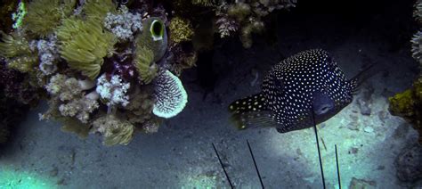 Curious Boxfish Facts and Photographs | Seaunseen