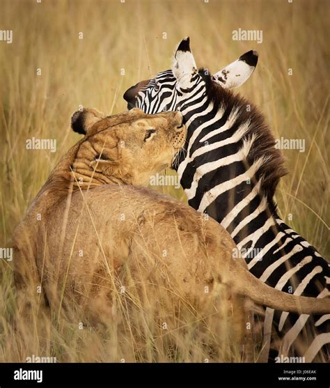 Lioness hunt zebra hi-res stock photography and images - Alamy