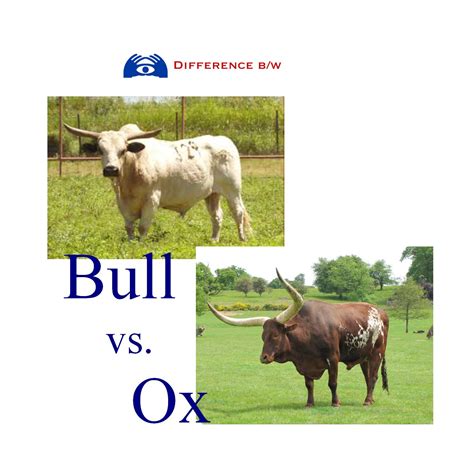 What’s the difference between a bull and an Ox? – ouestny.com