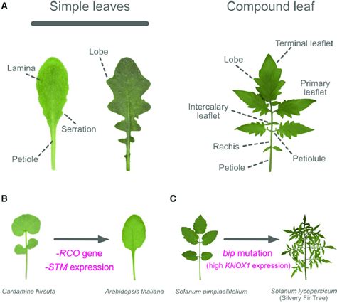 Diagram of simple and compound leaves. A, Diagram of simple and ...