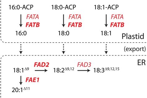 A truncated fatty acid synthesis pathway depicting the roles of the ...