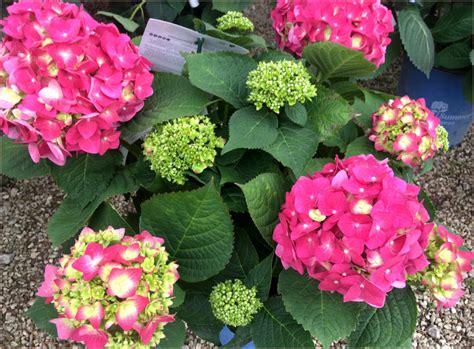 summer crush hydrangea - Trees Today Nursery