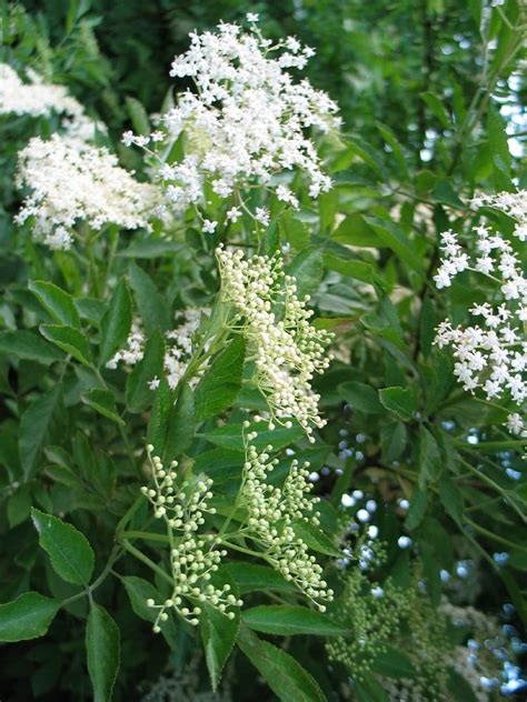 Gewone vlier Sambucus nigra black elderberry Bomen herkennen op www.bomengids.nl, recognizing ...