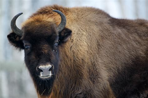 Wisent Bison / BfN Anhang-IV-Arten: Wisent (Bison bonasus) / .and the ...