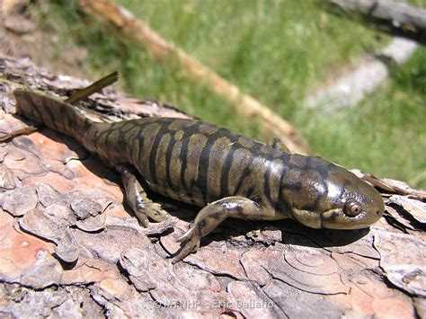 Barred Tiger Salamander Larvae