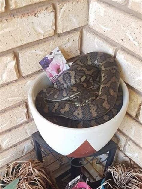 Brisbane Snake Catchers; photos of snakes in homes | Herald Sun