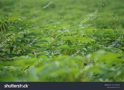 Cassava Leaves On Tree Indonesian Call Stock Photo 2273195905 ...