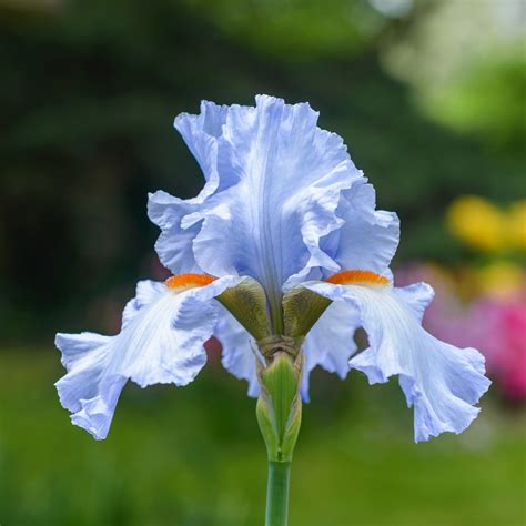 BONNIE'S GARDEN - Six Fun Facts About Iris- The Great Big Greenhouse