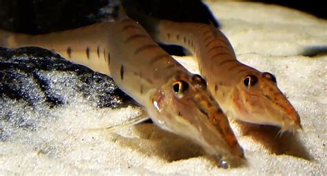 Horseface Loach (Acantopsis choirorhynchus) | Tropical Fish Keeping