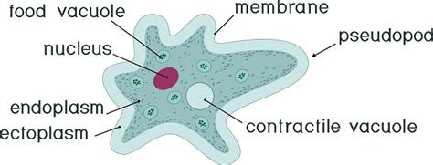 Amoeba Proteus With Nucleus Contractile Vacuole Other Organelles And ...