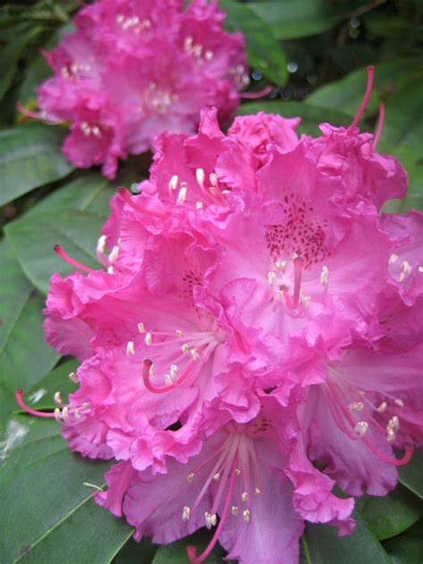 Rhododendron | Shade loving perennials, Shade plants, Flower garden