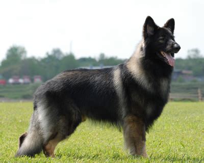 Big German Shepherds: Shiloh Shepherd Vs German Shepherd