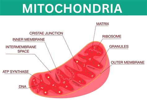 Mitochondria - Definition, Function & Structure » BIOLOGY TEACH