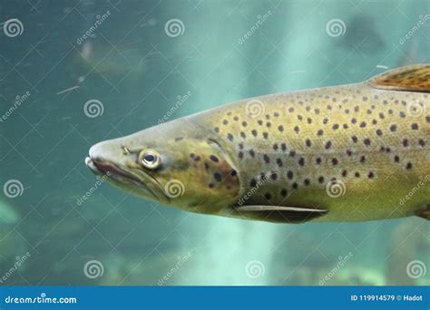 Atlantic Salmon Salmo Salar Stock Image - Image of america, salt: 119914579