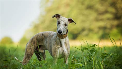 Whippet Dog Breed Profile – Top Dog Tips