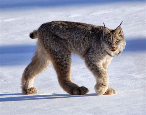 Alluring Planet: Canadian Lynx