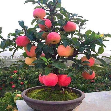 Dwarf Fruit Trees For Pots Australia at Jasper Brown blog