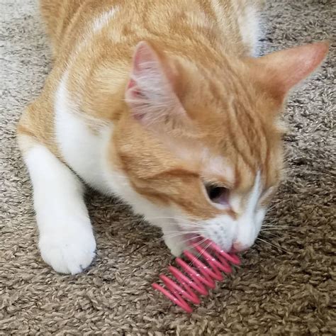 These spring cat toys from Chewy are a hit in our house! Not only do our fosters love them but ...