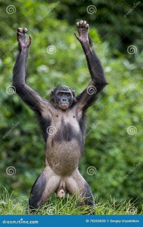 Bonobo Standing In Water Looks For The Fruit Which Fell In Water ...