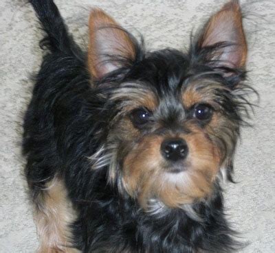 All About The Chorkie The Yorkie Chihuahua Mix | Dog Breeds Picture