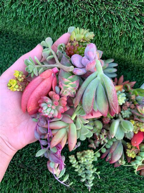 Colorful Succulent Plant Cuttings - Etsy