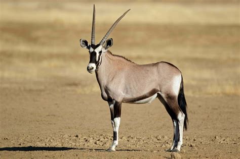 Oryx Symbolism - Spirit Animal Totems