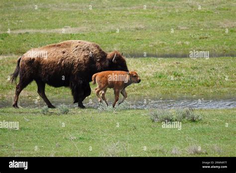 Bison calf running alongside its mother in Yellwostone National Park in Wyoming Stock Photo - Alamy