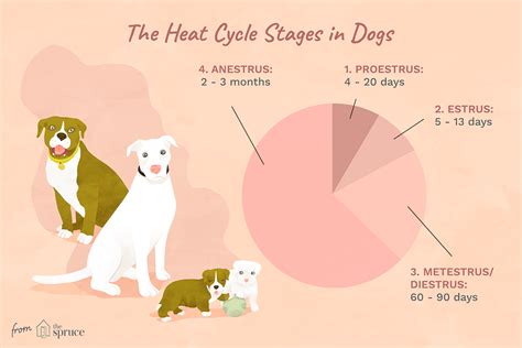 Length of the Heat Cycle in Dogs