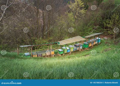 Bee Hives on Meadow in Italy Stock Photo - Image of forest, bergamo: 145788354