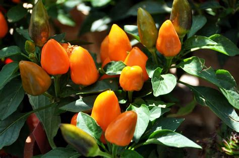 Growing Capsicum Hydroponically (Bell Pepper) | Gardening Tips