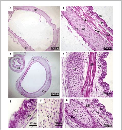 (A-B) Histological characteristics of the trachea (Tr) of the equine ...