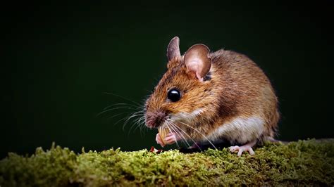 Wild wood mouse (Apodemus sylvaticus) on a moss-covered branch ...