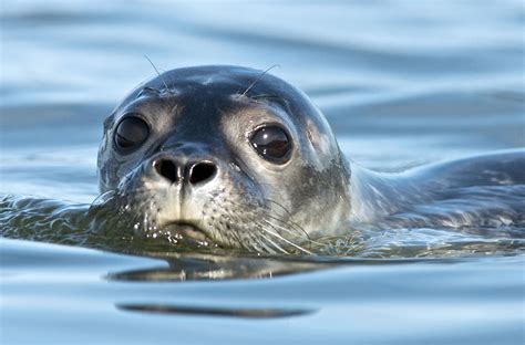 Creature Feature: Harbor Seal