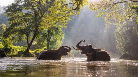 Indian elephants playing with water in the river, Kanchanaburi ...