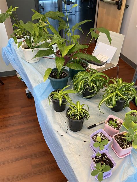 Ellettsville Plant Swap | July 2022 | Monroe County Public Library | Flickr