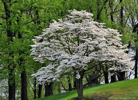 Mature Flowering Dogwood (Cornus florida) | COPYRIGHT STRICT… | Flickr