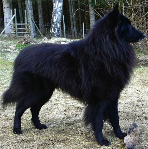 groenendael - Google Search | Dog breeds, Dogs, Beautiful dogs