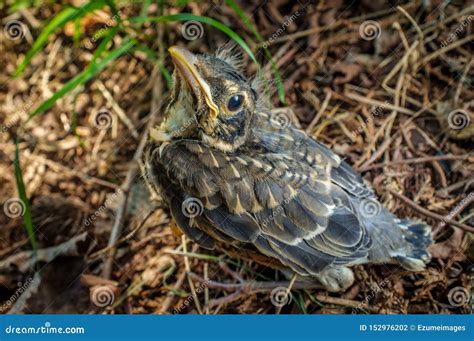 Fledgling American Robin stock photo. Image of eastern - 152976202