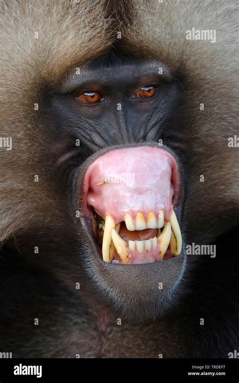 gelada, gelada baboons (Theropithecus gelada), baring teeth, Ethiopia, Simien Mountains National ...