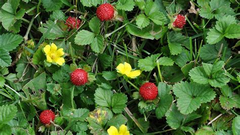 Dr. Dirt: How to stop mock strawberries